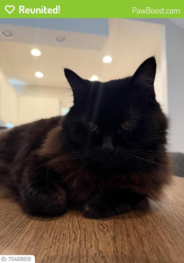 Reunited Male Cat last seen Parkway Crossing, by Walmart, Grove City, OH 43123