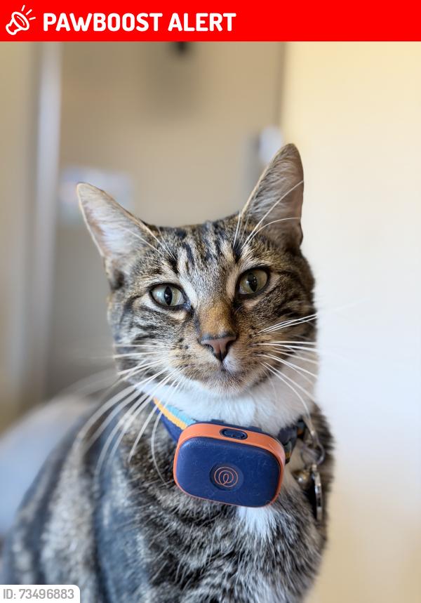 Lost Male Cat last seen Near the Box cemetery and Farmfoods area, Carmarthenshire, Wales SA15 3QD