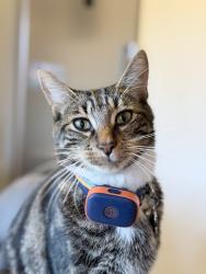 Lost Male Cat last seen Near the Box cemetery and Farmfoods area, Carmarthenshire, Wales SA15 3QD