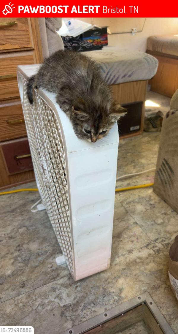 Lost Female Cat last seen Near Bristol caverns hwy, Bristol, TN 37620