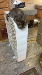 Lost Female Cat last seen Near Bristol caverns hwy, Bristol, TN 37620