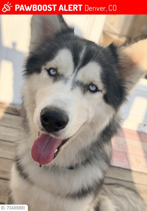 Lost Male Dog last seen Se vio en los departamentos que están frente al Goodyear Auto Service, Denver, CO 80012