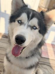 Lost Male Dog last seen Se vio en los departamentos que están frente al Goodyear Auto Service, Denver, CO 80012