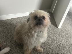 Lost Male Dog last seen Brookhaven Dr & Pepperidge Dr S, Lancaster, TX 75134