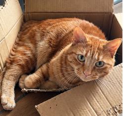 Lost Male Cat last seen Old Kingsbury Road, Minworth, Birmingham, England B76 9AE