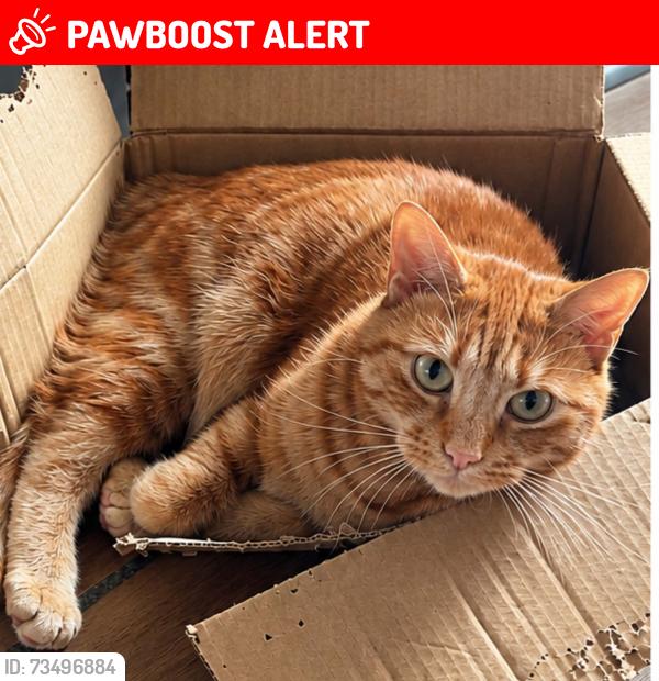 Lost Male Cat last seen Old Kingsbury Road, Minworth, Birmingham, England B76 9AE