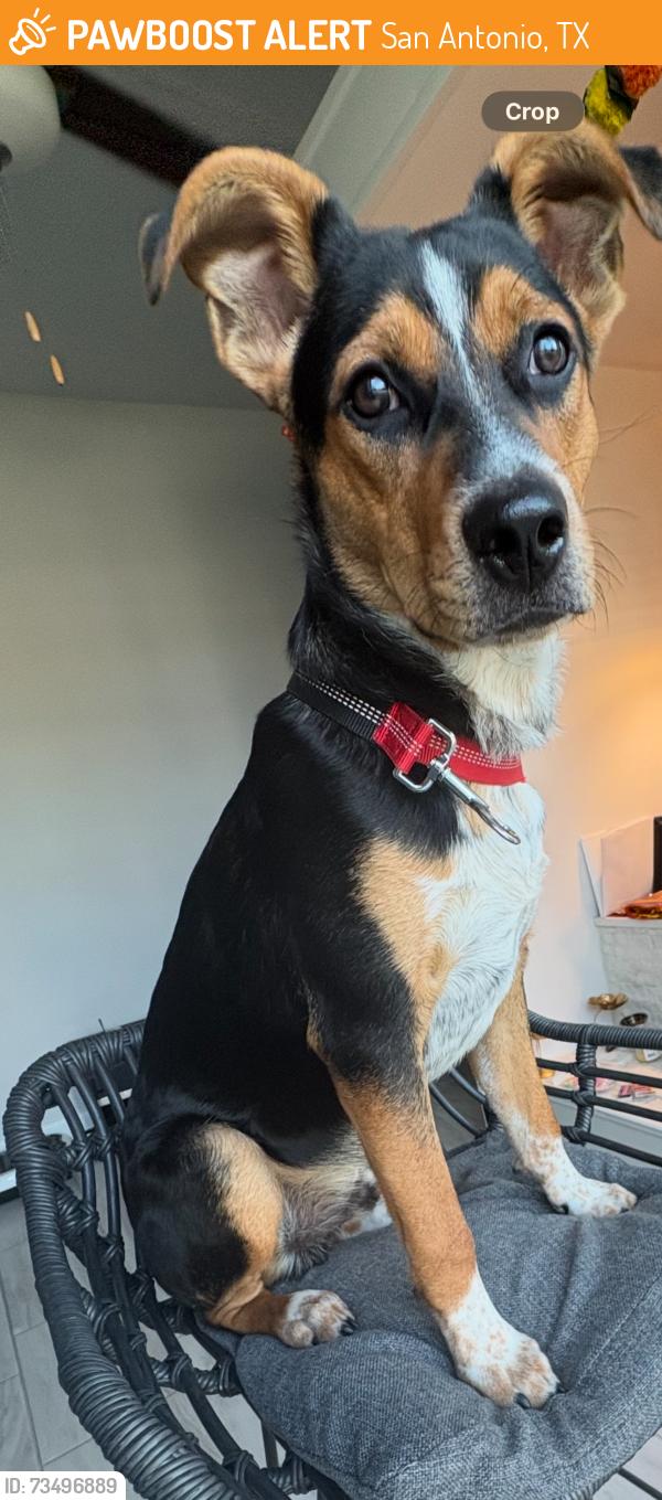 Found/Stray Male Dog last seen Near, San Antonio, TX 78245