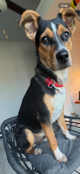 Found/Stray Male Dog last seen Near, San Antonio, TX 78245