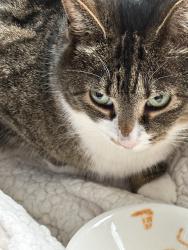 Reunited Female Cat last seen Near Kathleen Drive, McKees Rocks, PA 15136, McKees Rocks, PA 15136