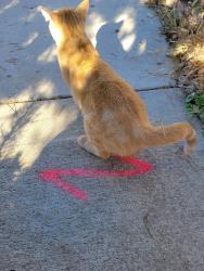 Found/Stray Male Cat last seen Stetson Hills Peterson & Barnes, Colorado Springs, CO 80922