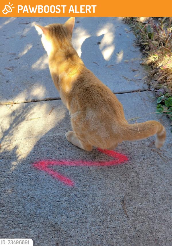 Found/Stray Male Cat last seen Stetson Hills Peterson & Barnes, Colorado Springs, CO 80922