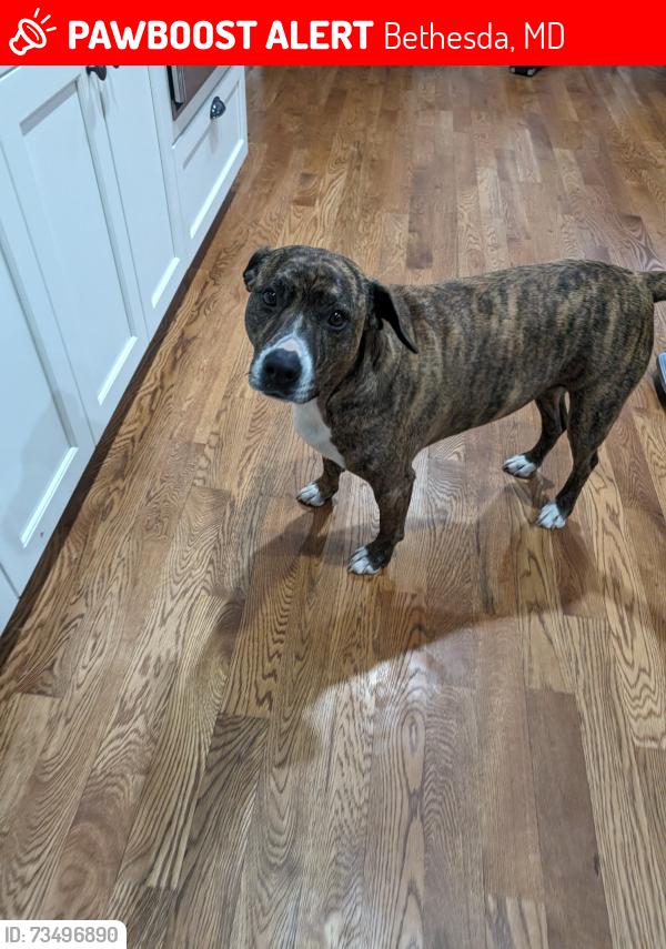Lost Male Dog last seen Waldorf School on Sangamore Rd, Bethesda, MD 20816