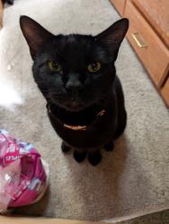 Lost Male Cat last seen Near street, Maple Ridge, BC V2X 3R6