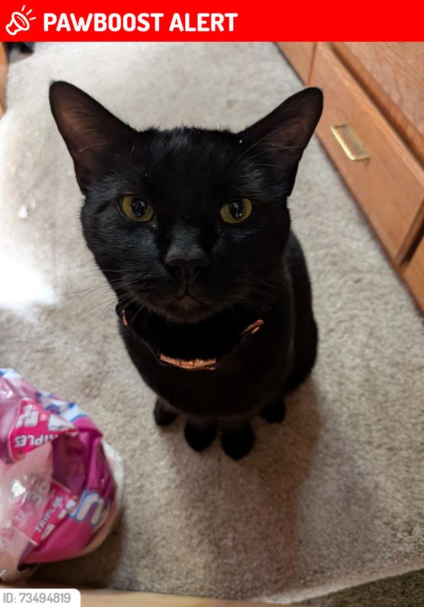 Lost Male Cat last seen Near street, Maple Ridge, BC V2X 3R6