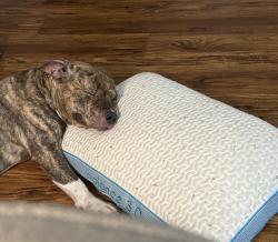 Found/Stray Male Dog last seen Dean road, Jacksonville, FL 32216