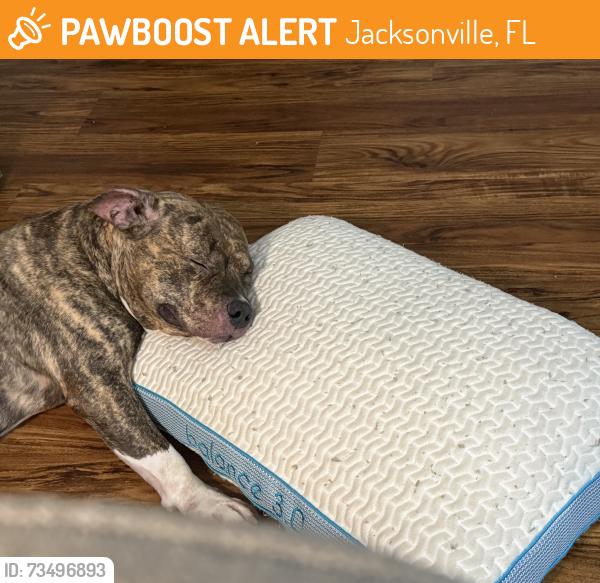 Found/Stray Male Dog last seen Dean road, Jacksonville, FL 32216