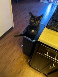 Lost Male Cat last seen Desert bloom way, Colorado Springs, CO 80925
