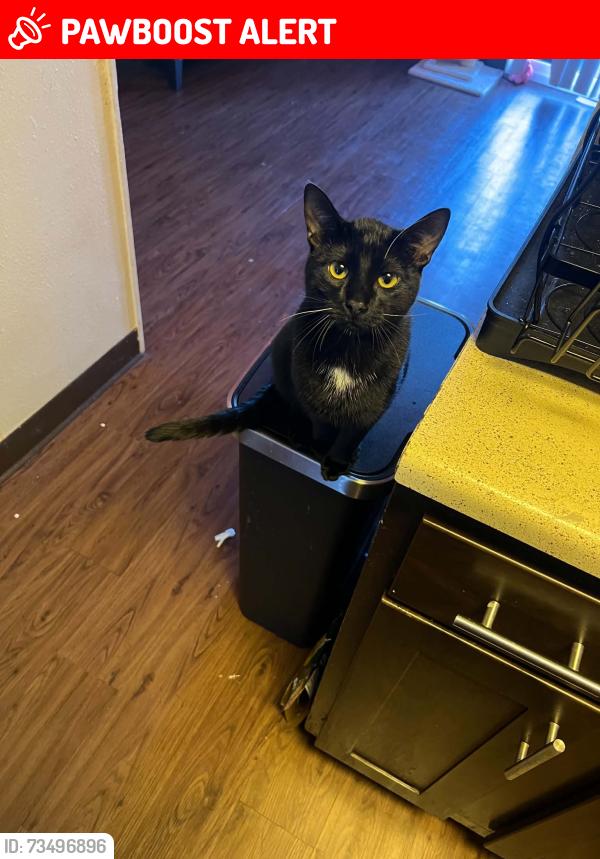 Lost Male Cat last seen Desert bloom way, Colorado Springs, CO 80925