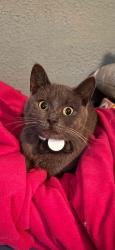Found/Stray Male Cat last seen Prosperity and Maryland, Saint Paul, MN 55106