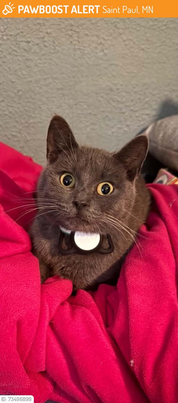 Found/Stray Male Cat last seen Prosperity and Maryland, Saint Paul, MN 55106