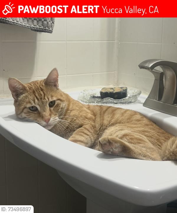 Lost Male Cat last seen Yuma, Yucca Valley, CA 92284