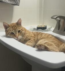 Lost Male Cat last seen Yuma, Yucca Valley, CA 92284