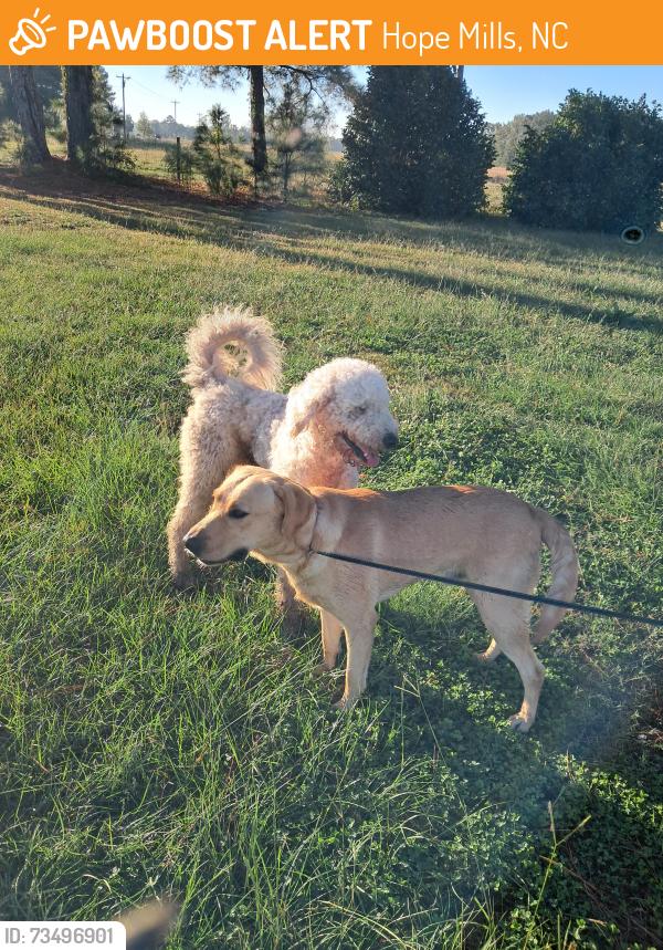 Found/Stray Male Dog last seen Canady Road/ Parkton Road, Hope Mills, NC 28348