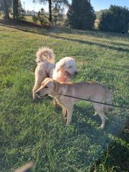 Found/Stray Male Dog last seen Canady Road/ Parkton Road, Hope Mills, NC 28348