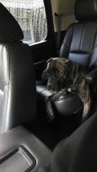 Reunited Female Dog last seen Virginia Ave and 5th, Washington, DC 20003