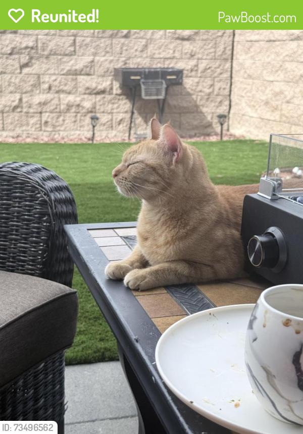 Reunited Female Cat last seen Main & Hanzum, Chula Vista, CA 91913