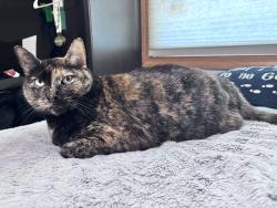 Reunited Female Cat last seen On the corner of 82nd st. & 249th ave., Salem Lakes, WI 53168