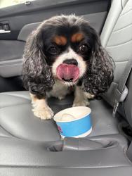 Lost Male Dog last seen Near Old Balmville Rd, Newburgh, NY 12550, USA, Newburgh, NY 12550