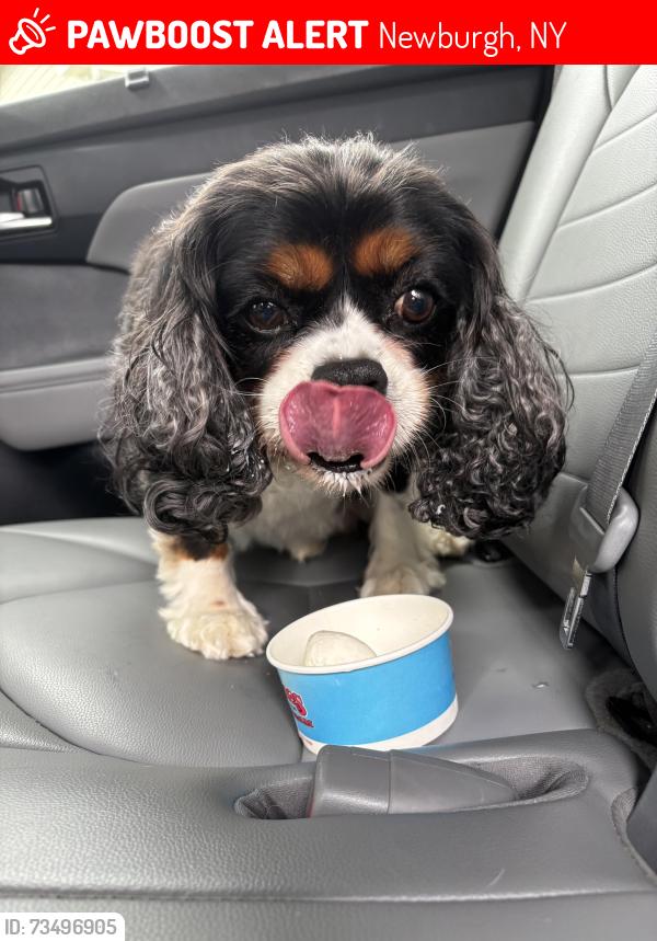 Lost Male Dog last seen Near Old Balmville Rd, Newburgh, NY 12550, USA, Newburgh, NY 12550