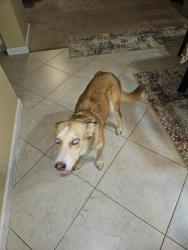Found/Stray Female Dog last seen Spring Hurst, San Antonio, TX 78249