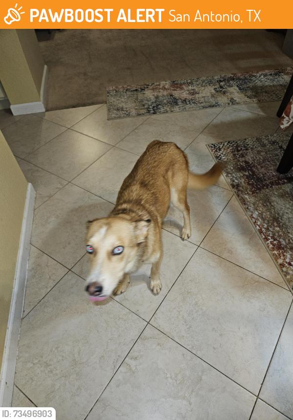Found/Stray Female Dog last seen Spring Hurst, San Antonio, TX 78249
