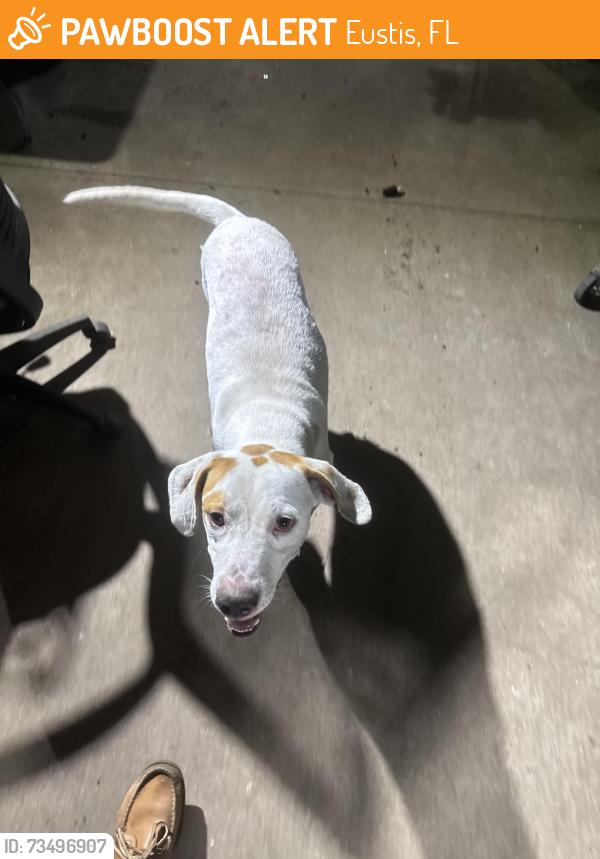 Found/Stray Male Dog last seen Central Florida K9, Eustis, FL 32736