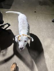 Found/Stray Male Dog last seen Central Florida K9, Eustis, FL 32736