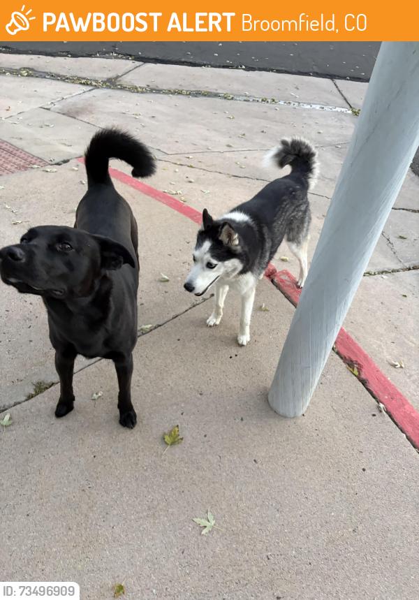 Found/Stray Unknown Dog last seen Pebblebrook North s, Broomfield, CO 80021