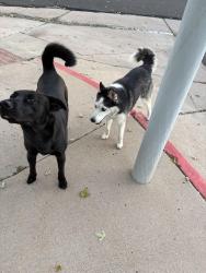 Found/Stray Unknown Dog last seen Pebblebrook North s, Broomfield, CO 80021