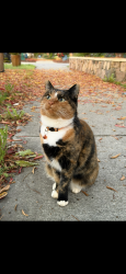 Reunited Female Cat last seen Fulton rd., Santa Rosa, CA 95403