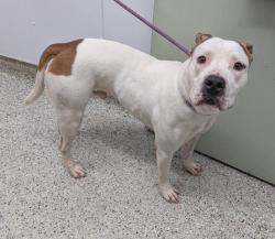 Shelter Stray Male Dog last seen Near BLOCK LIVERNOIS AVE, DETROIT MI 48204, 1431 E Ferry St, Detroit, MI 48211, USA