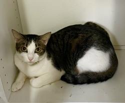 Reunited Male Cat last seen Lantana Rd and Ridgewood Dr, Greenacres, FL 33467
