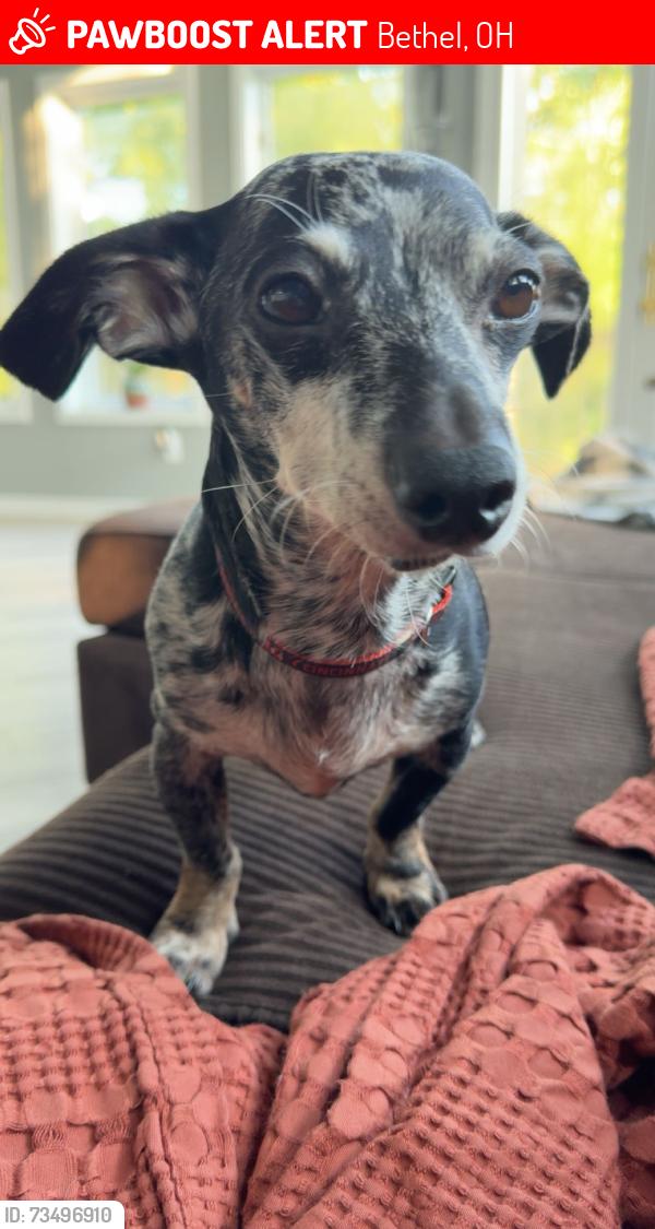 Lost Male Dog last seen Route 232 & Swings Corner Road, Bethel, OH 45106