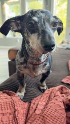 Lost Male Dog last seen Route 232 & Swings Corner Road, Bethel, OH 45106