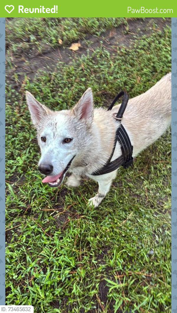 Reunited Female Dog last seen Near statute court, Chesterfield, VA 23832