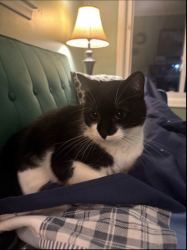 Reunited Male Cat last seen 13 mile and Main Street, Royal Oak, MI 48073