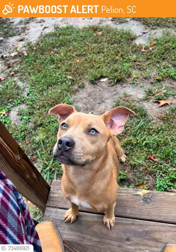Found/Stray Female Dog last seen Glover road and highway 178, Pelion, SC 29123