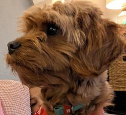 Reunited Male Dog last seen E. Smith and HWY 516, Kent, WA 98030