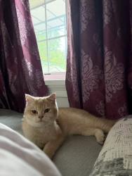 Reunited Male Cat last seen 35th ave and 36th ave, Queens, NY 11361