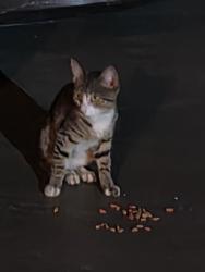 Found/Stray Unknown Cat last seen Bon Aire Ave & Lockmoor Ave, Temple Terrace, FL 33617